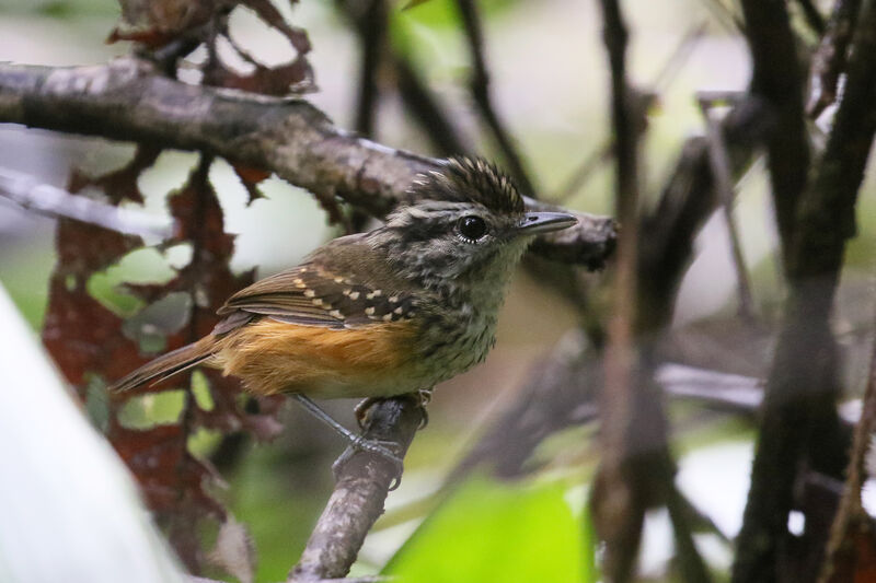 Guianan Warbling Antbird female adult