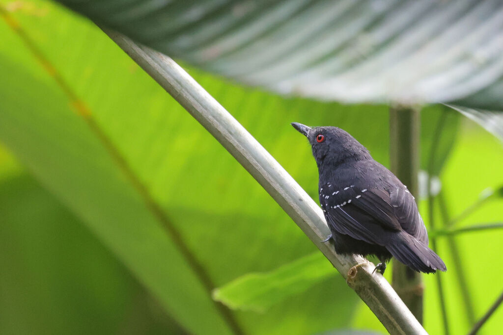 Esmeraldas Antbird