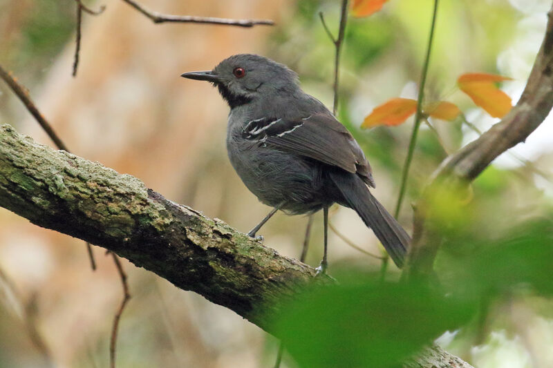 Slender Antbird male adult