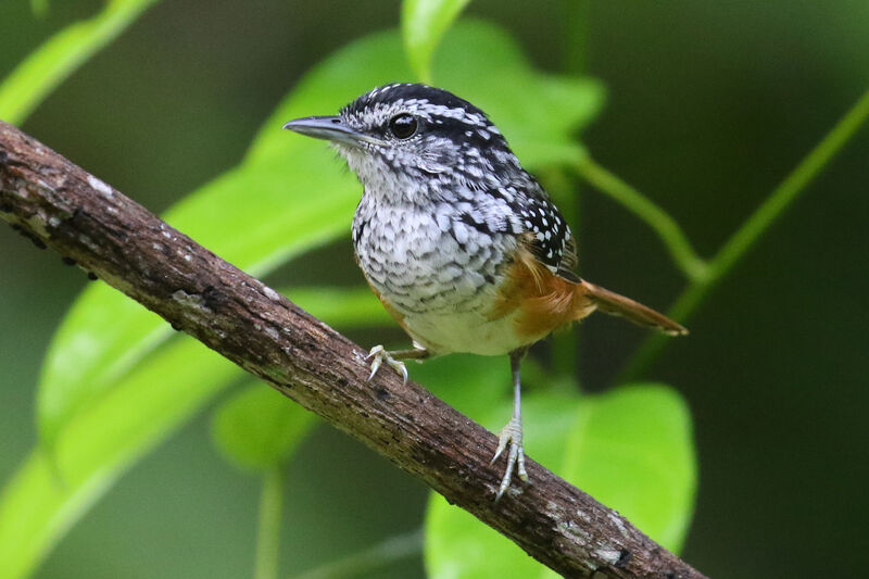 Peruvian Warbling Antbird male adult