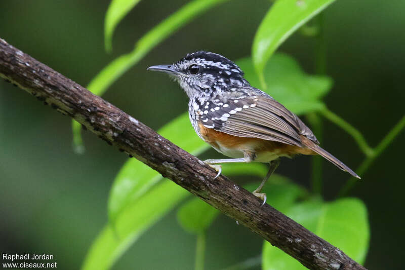 Alapi de Taczanowski mâle adulte, identification