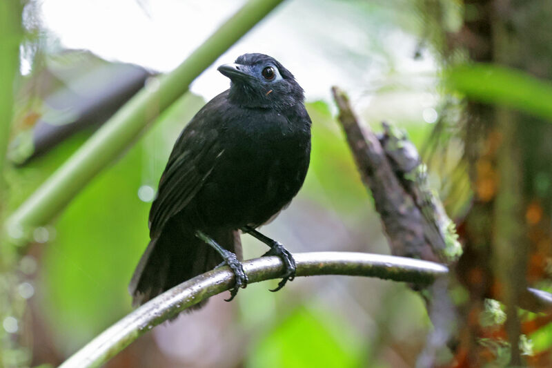 Zeledon's Antbird male adult