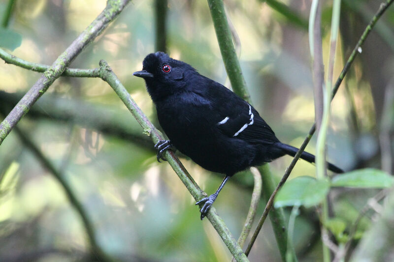 White-shouldered Fire-eye male adult