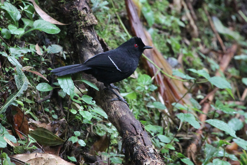 White-shouldered Fire-eyeadult