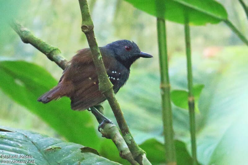 Alapi du Magdalena mâle adulte, identification