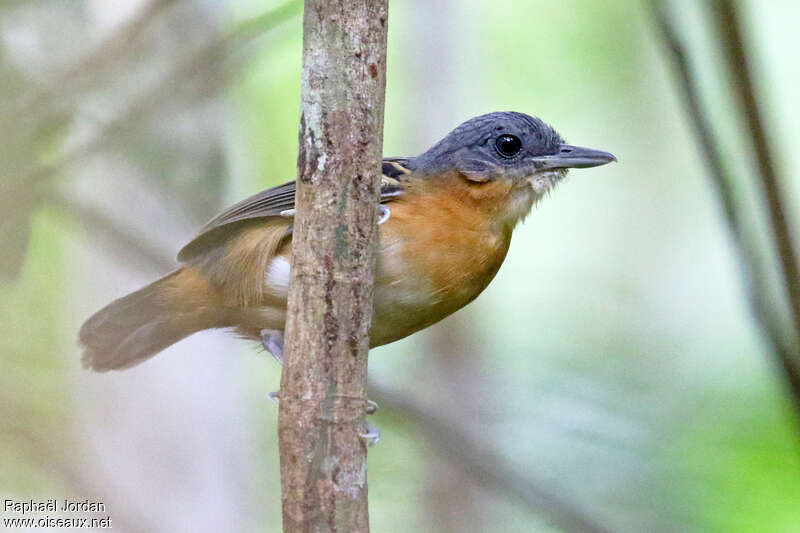 Alapi du varillal femelle adulte, identification