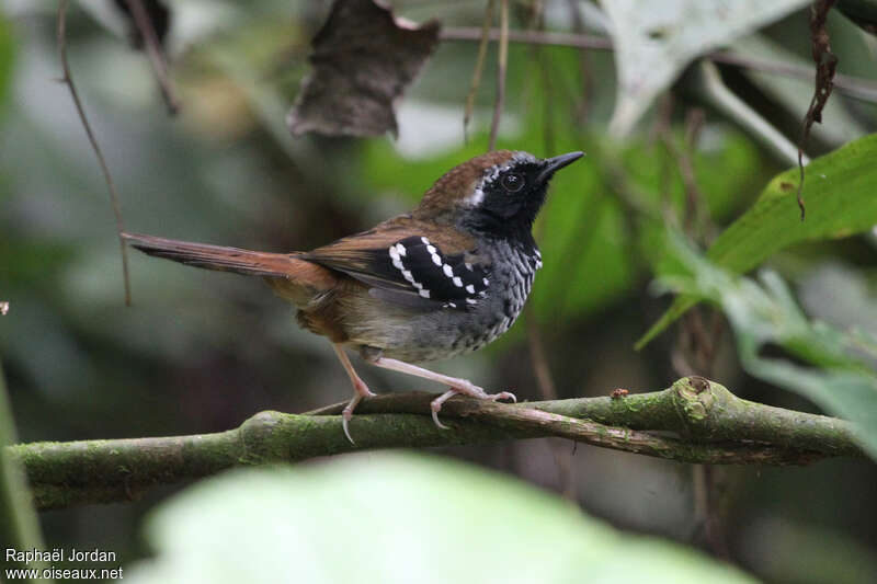 Squamate Antbird male adult, identification