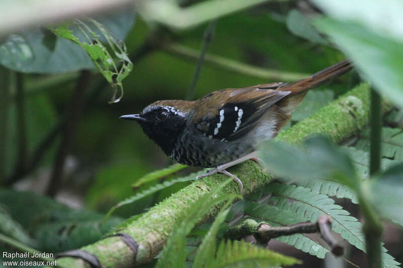 Squamate Antbird male adult, Behaviour