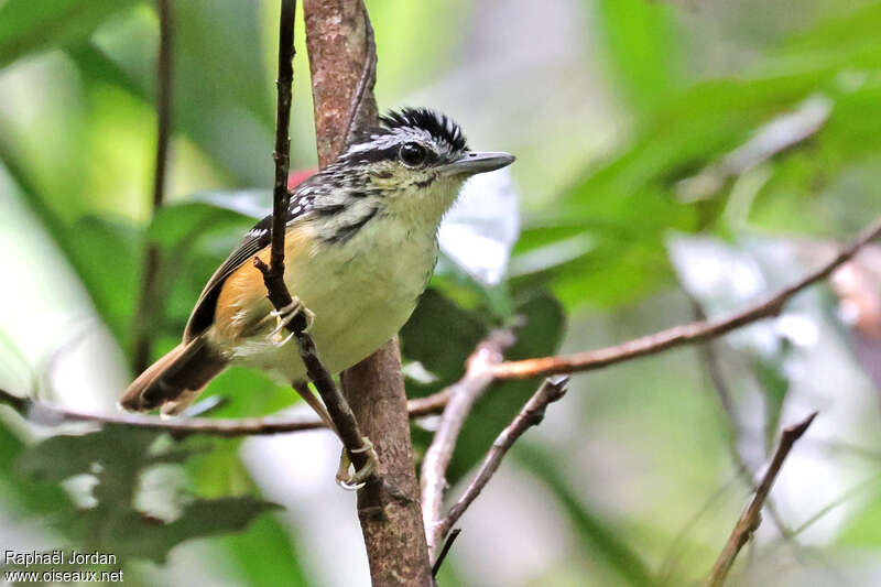 Imeri Warbling Antbird