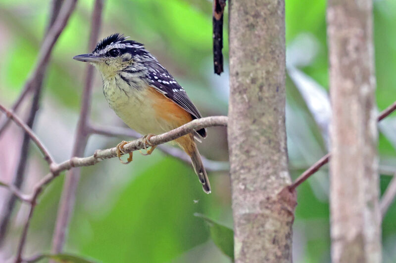 Imeri Warbling Antbird