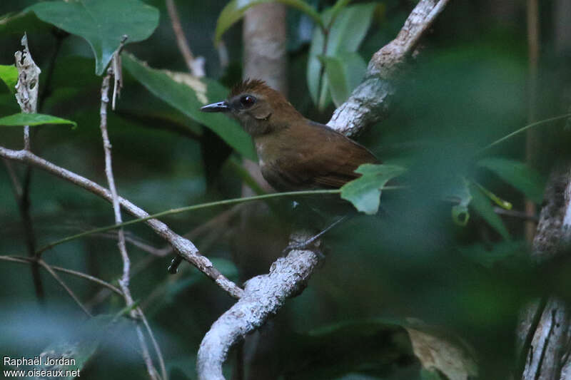 Alapi noirimmature, identification