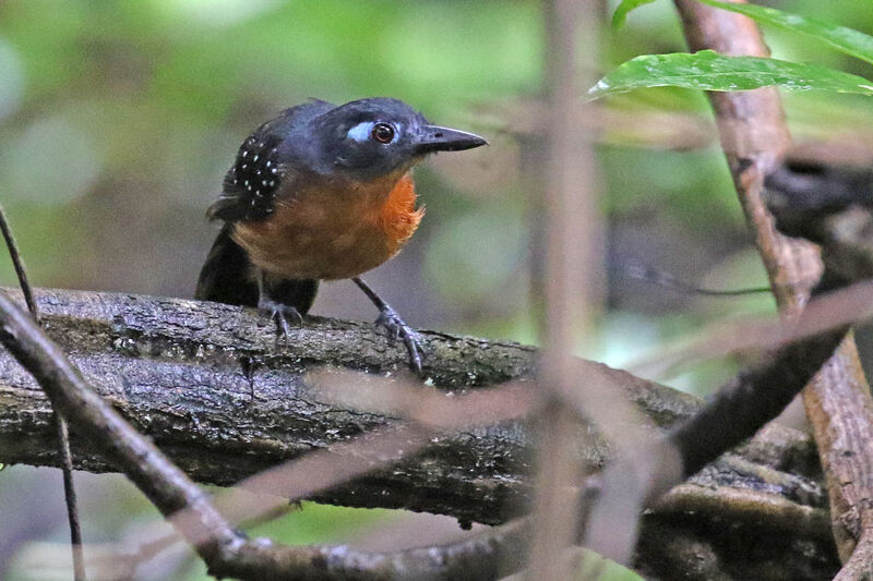 Plumbeous Antbird female adult