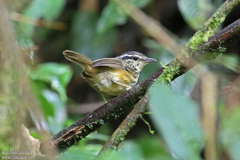 Yellow-breasted Warbling Antbirdadult, habitat, pigmentation