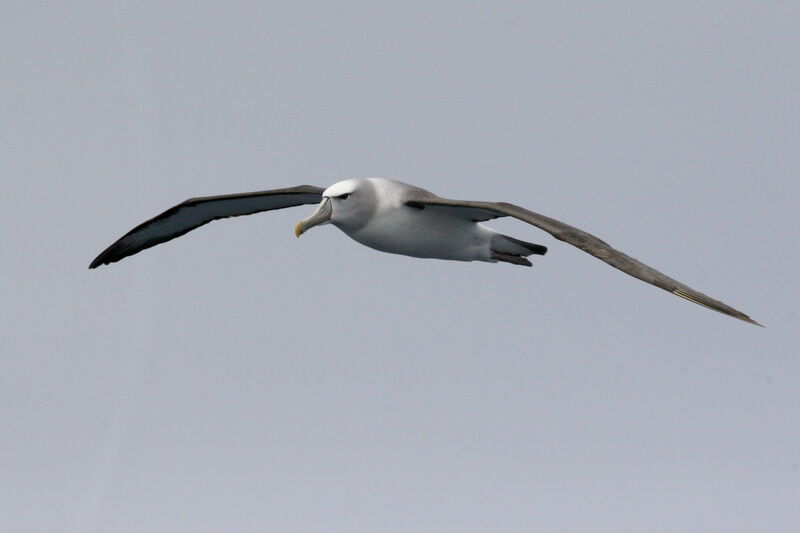 Shy Albatrossadult, Flight