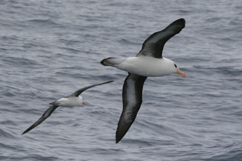 Albatros de l'île Campbelladulte