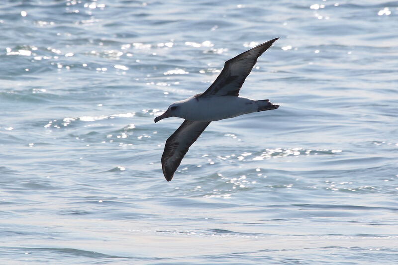 Albatros de Laysan