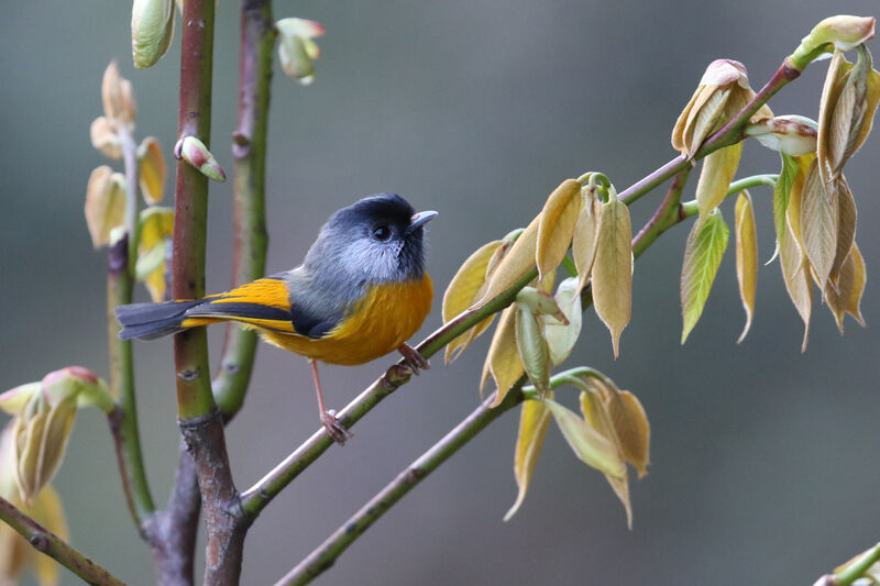 Golden-breasted Fulvettaadult breeding