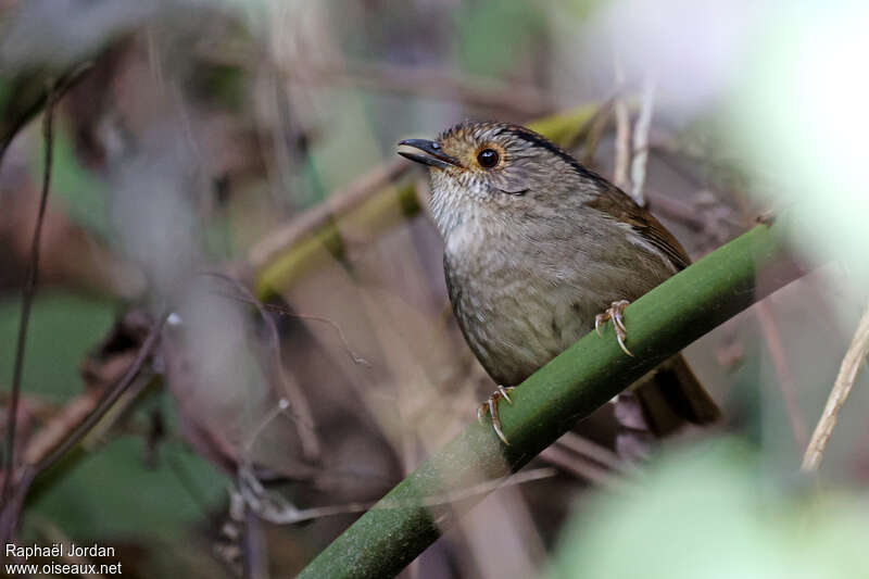 Alcippe de Gould, identification