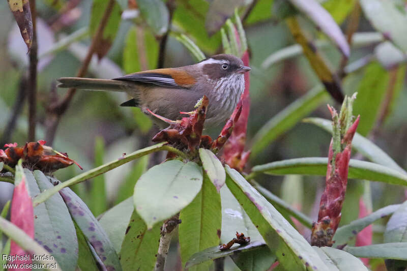 Alcippe de Hodgsonadulte, identification