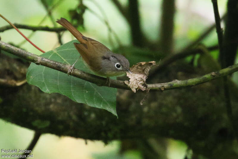 Alcippe du Népaladulte, identification