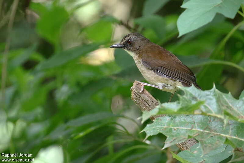 Alèthe à poitrine bruneadulte, habitat, pigmentation