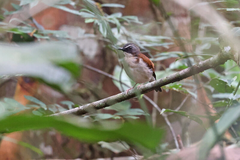 Brown-chested Aletheadult, habitat