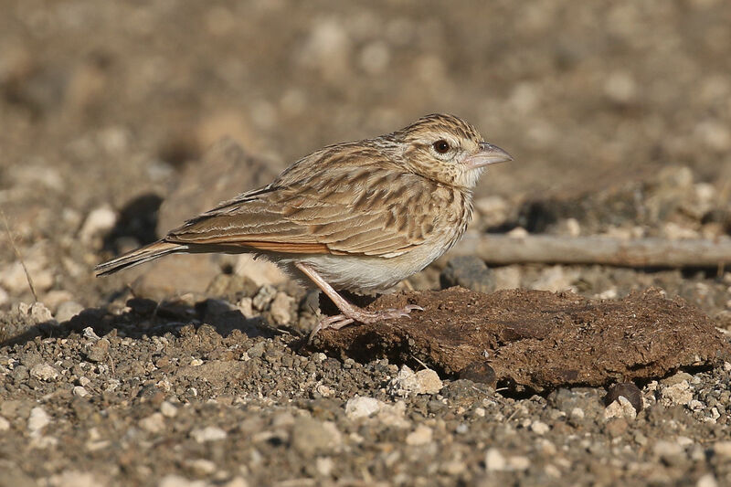 Indian Bush Larkadult