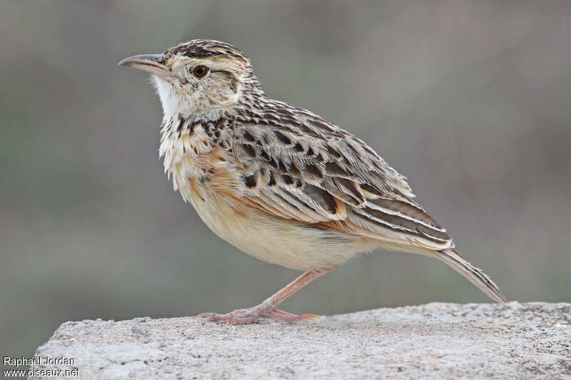 Rufous-naped Larkadult, identification