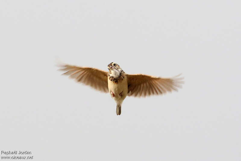 White-tailed Larkadult, pigmentation, Flight, song