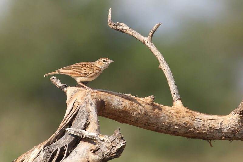 Alouette abyssinienneadulte