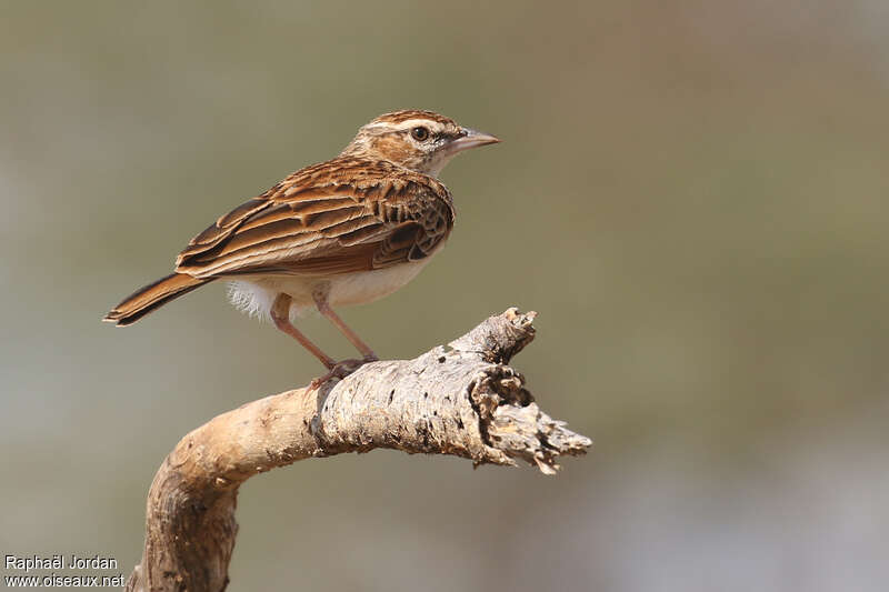 Fawn-colored Lark (alopex)adult, pigmentation