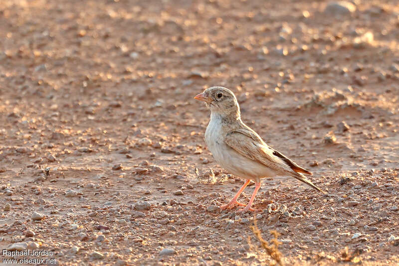 Arabian Larkadult, identification