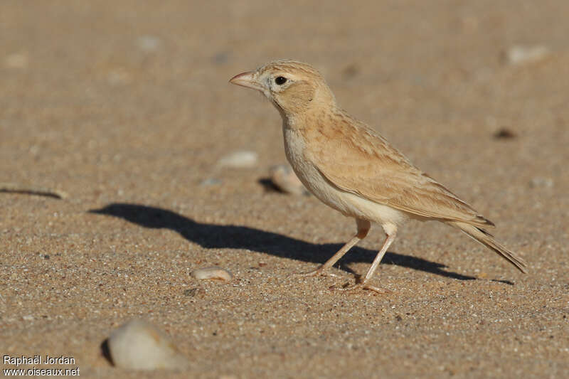 Dunn's Larkadult, identification