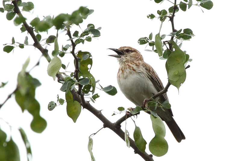 Alouette de Gillettadulte, chant