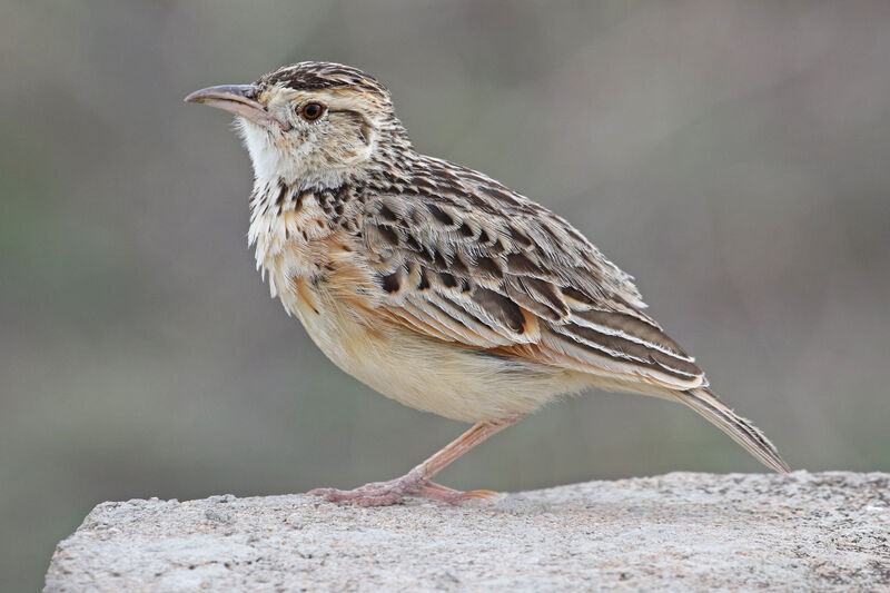 Sentinel Larkadult, identification