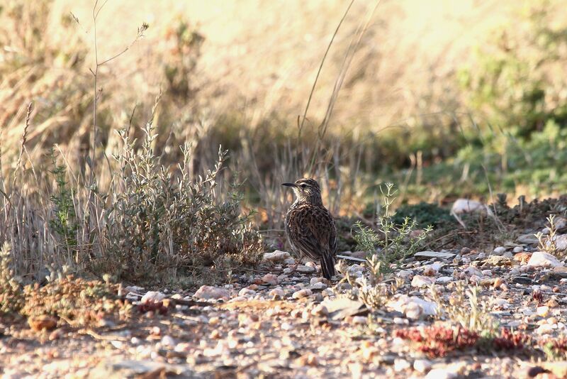 Agulhas Long-billed Lark