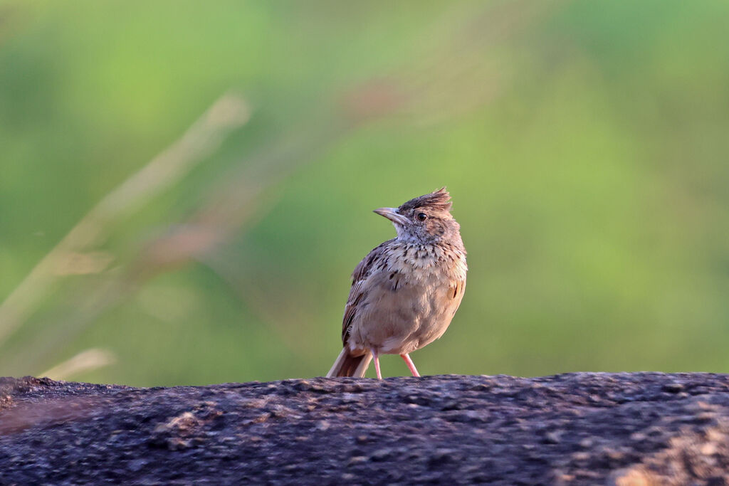 Alouette de l'Angola - Alouette d'Angola<br />
