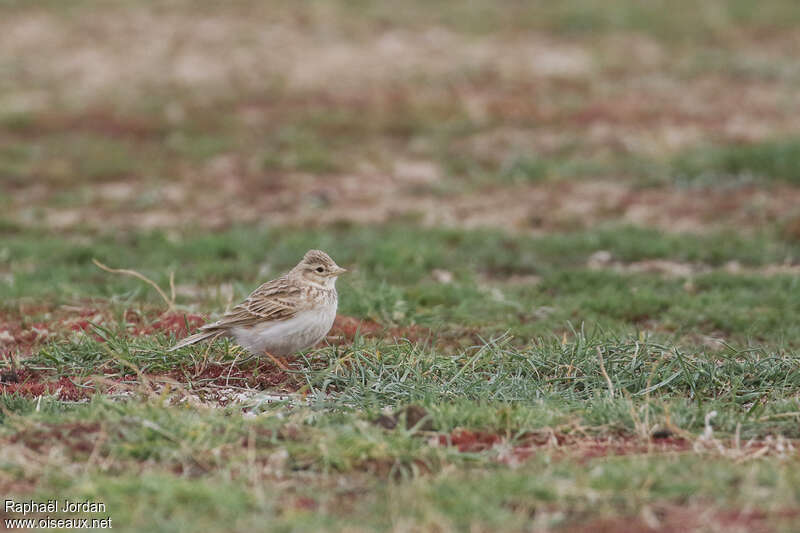 Asian Short-toed Larkadult breeding, identification