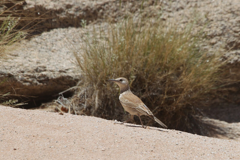 Karoo Long-billed Larkadult