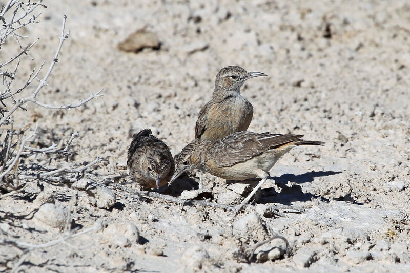 Spike-heeled Lark