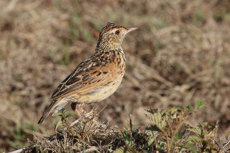 Plateau Lark