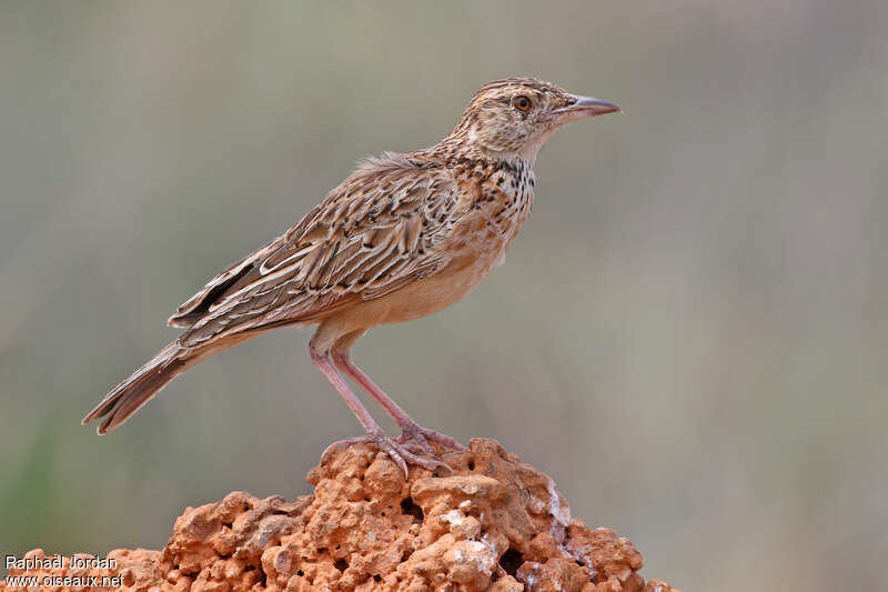 Alouette polyglotteadulte, identification