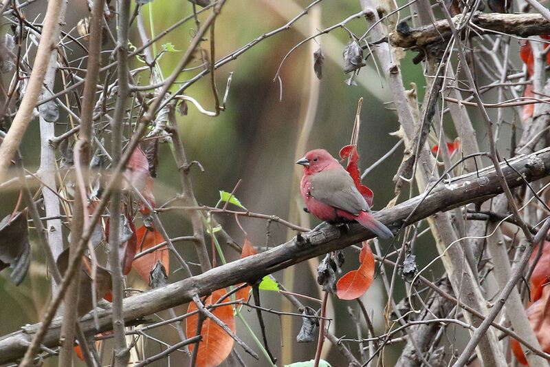 African Firefinch male adult