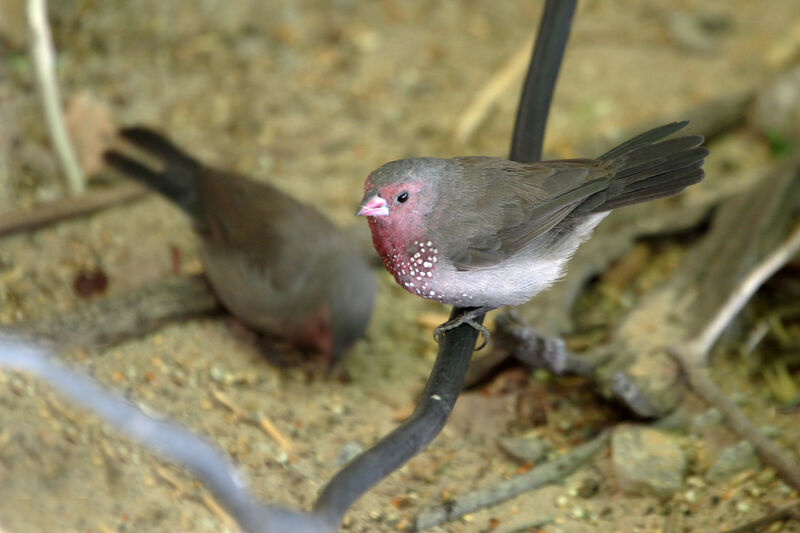 Brown Firefinchadult