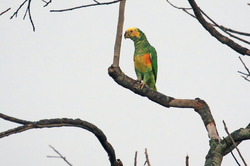 Amazone à face jaune