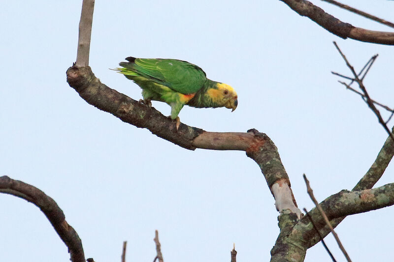 Amazone à face jaune