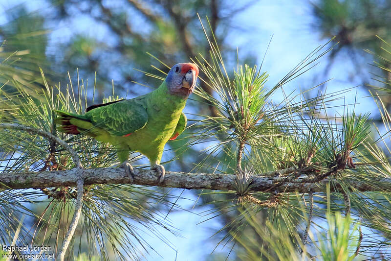 Red-tailed Amazon male adult