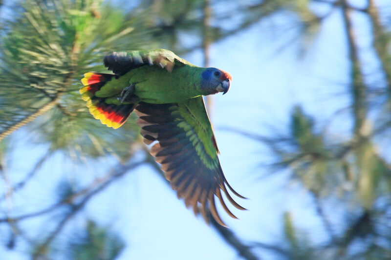 Amazone à joues bleues mâle adulte