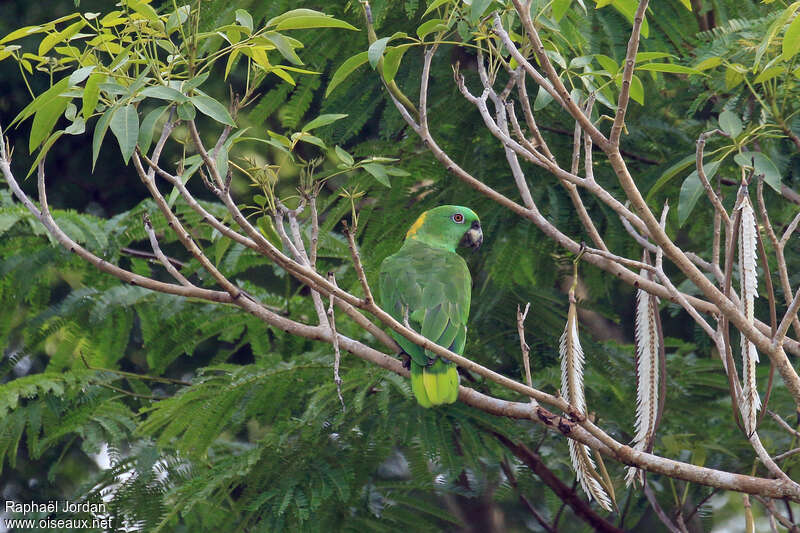 Amazone à nuque d'oradulte, habitat, pigmentation