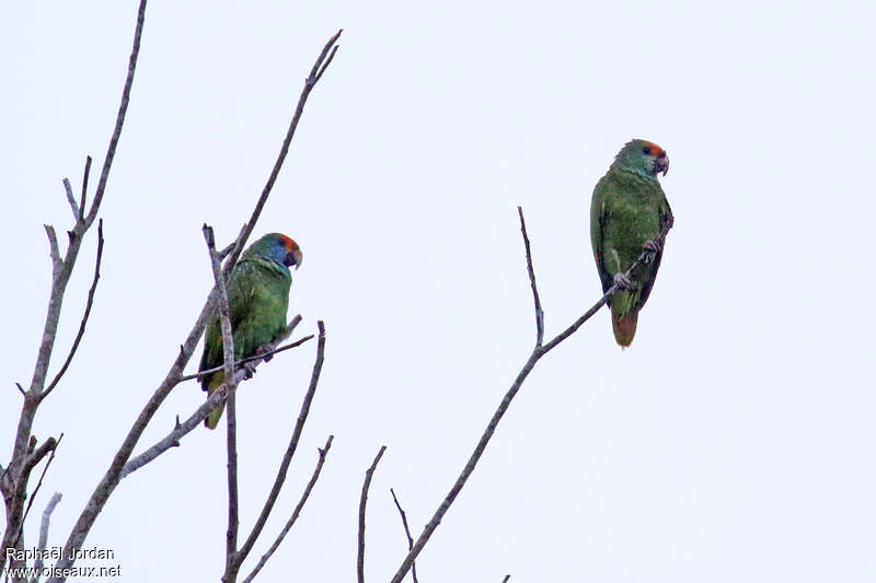 Amazone à sourcils rougesadulte, identification